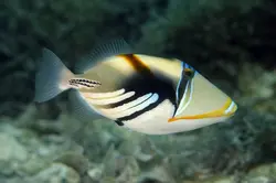 ماشه ماهی پیکاسو هومو - فروشگاه اینترنتی ایران کورال