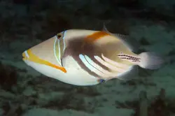 ماشه ماهی پیکاسو هومو - فروشگاه اینترنتی ایران کورال