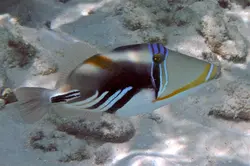 ماشه ماهی پیکاسو هومو - فروشگاه اینترنتی ایران کورال