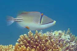 ماشه ماهی پیکاسو هومو - فروشگاه اینترنتی ایران کورال