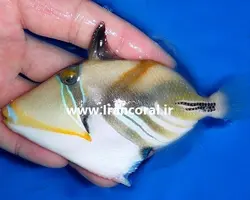 ماشه ماهی پیکاسو هومو - فروشگاه اینترنتی ایران کورال