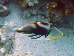 ماشه ماهی پیکاسو هومو - فروشگاه اینترنتی ایران کورال