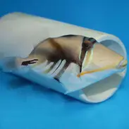 ماشه ماهی پیکاسو هومو - فروشگاه اینترنتی ایران کورال