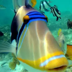 ماشه ماهی پیکاسو هومو - فروشگاه اینترنتی ایران کورال