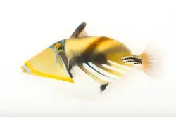 ماشه ماهی پیکاسو هومو - فروشگاه اینترنتی ایران کورال