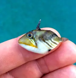 ماشه ماهی پیکاسو هومو - فروشگاه اینترنتی ایران کورال