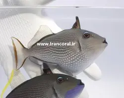 ماشه ماهی گلو آبی نر - فروشگاه اینترنتی ایران کورال