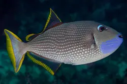 ماشه ماهی گلو آبی نر - فروشگاه اینترنتی ایران کورال