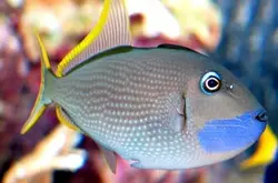 ماشه ماهی گلو آبی نر - فروشگاه اینترنتی ایران کورال