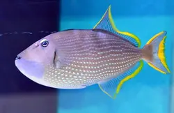 ماشه ماهی گلو آبی نر - فروشگاه اینترنتی ایران کورال