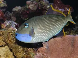 ماشه ماهی گلو آبی نر - فروشگاه اینترنتی ایران کورال