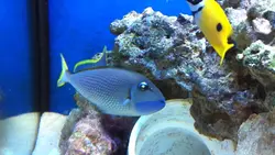 ماشه ماهی گلو آبی نر - فروشگاه اینترنتی ایران کورال