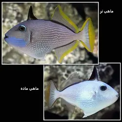 ماشه ماهی گلو آبی نر - فروشگاه اینترنتی ایران کورال