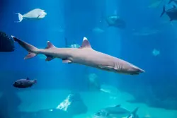 کوسه باله سفید مرجانی - فروشگاه اینترنتی ایران کورال