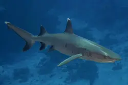 کوسه باله سفید مرجانی - فروشگاه اینترنتی ایران کورال