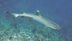 کوسه باله سفید مرجانی - فروشگاه اینترنتی ایران کورال