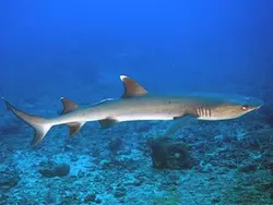 کوسه باله سفید مرجانی - فروشگاه اینترنتی ایران کورال