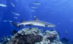 کوسه باله سفید مرجانی - فروشگاه اینترنتی ایران کورال