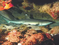 کوسه باله سفید مرجانی - فروشگاه اینترنتی ایران کورال