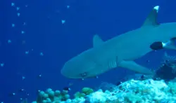 کوسه باله سفید مرجانی - فروشگاه اینترنتی ایران کورال