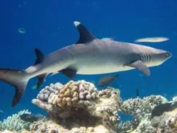 کوسه باله سفید مرجانی - فروشگاه اینترنتی ایران کورال