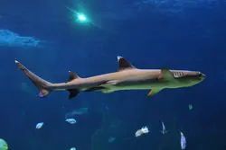 کوسه باله سفید مرجانی - فروشگاه اینترنتی ایران کورال