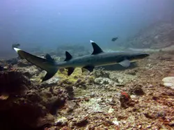 کوسه باله سفید مرجانی - فروشگاه اینترنتی ایران کورال