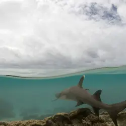 کوسه باله سفید مرجانی - فروشگاه اینترنتی ایران کورال