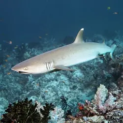 کوسه باله سفید مرجانی - فروشگاه اینترنتی ایران کورال