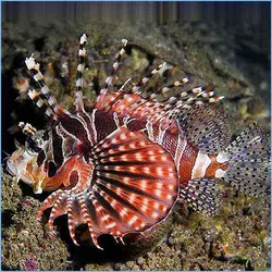 خروس ماهی کوتوله (باله کوتاه) - فروشگاه اینترنتی ایران کورال