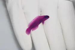 سودوکرومیس نئون ارکید - فروشگاه اینترنتی ایران کورال