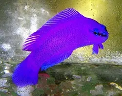 سودوکرومیس نئون ارکید - فروشگاه اینترنتی ایران کورال