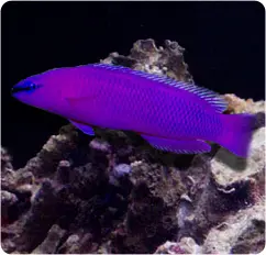 سودوکرومیس نئون ارکید - فروشگاه اینترنتی ایران کورال