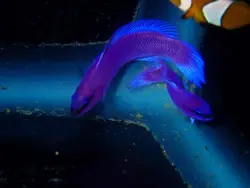 سودوکرومیس نئون ارکید - فروشگاه اینترنتی ایران کورال