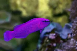 سودوکرومیس نئون ارکید - فروشگاه اینترنتی ایران کورال