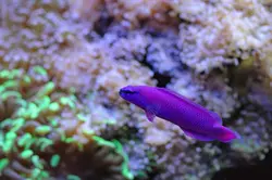 سودوکرومیس نئون ارکید - فروشگاه اینترنتی ایران کورال