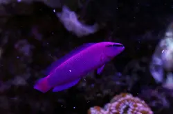 سودوکرومیس نئون ارکید - فروشگاه اینترنتی ایران کورال