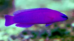 سودوکرومیس نئون ارکید - فروشگاه اینترنتی ایران کورال