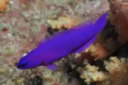 سودوکرومیس نئون ارکید - فروشگاه اینترنتی ایران کورال