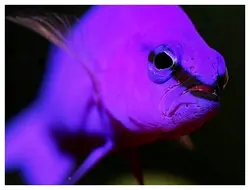 سودوکرومیس نئون ارکید - فروشگاه اینترنتی ایران کورال