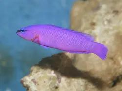 سودوکرومیس نئون ارکید - فروشگاه اینترنتی ایران کورال