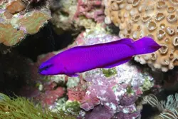 سودوکرومیس نئون ارکید - فروشگاه اینترنتی ایران کورال