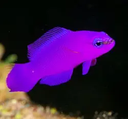 سودوکرومیس نئون ارکید - فروشگاه اینترنتی ایران کورال