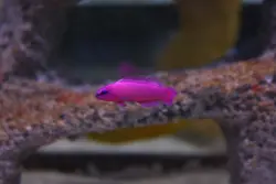 سودوکرومیس نئون ارکید - فروشگاه اینترنتی ایران کورال