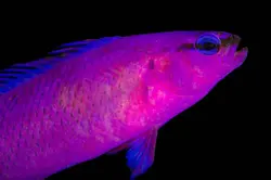 سودوکرومیس نئون ارکید - فروشگاه اینترنتی ایران کورال