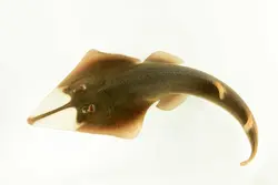 گیتار ماهی پوزه پارویی - فروشگاه اینترنتی ایران کورال