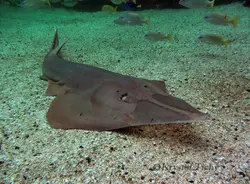 گیتار ماهی پوزه پارویی - فروشگاه اینترنتی ایران کورال