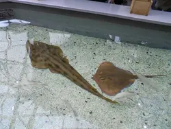 گیتار ماهی پوزه پارویی - فروشگاه اینترنتی ایران کورال