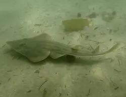 گیتار ماهی پوزه پارویی - فروشگاه اینترنتی ایران کورال