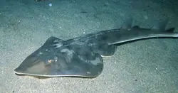 گیتار ماهی پوزه پارویی - فروشگاه اینترنتی ایران کورال